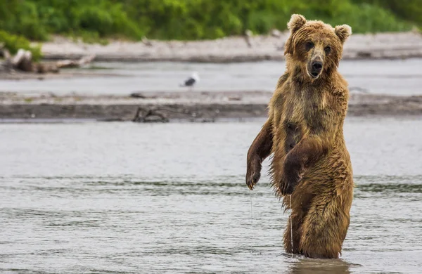 The brown bear fishes — Stock Photo, Image