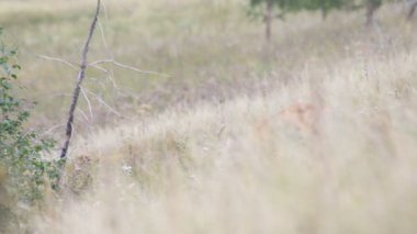 Karaca üstbilgisi alanı