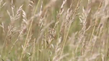 Rüzgar çimenlerde kuş tüyü