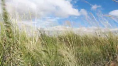 Rüzgar çimenlerde kuş tüyü