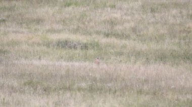 Karaca üstbilgisi alanı