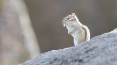Sibirya chipmunk
