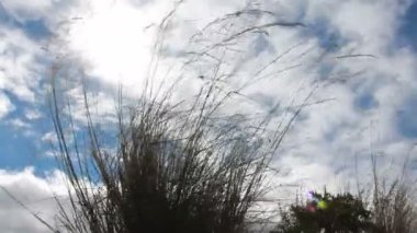 Rüzgar çimenlerde kuş tüyü