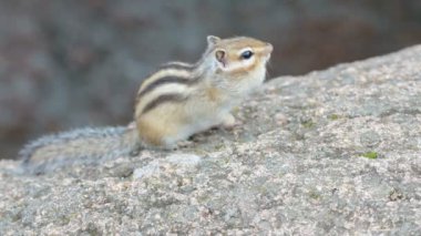 Sibirya chipmunk