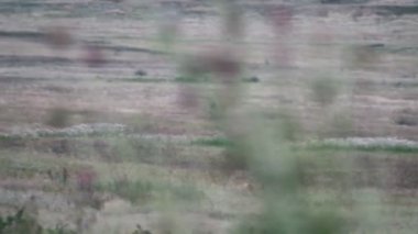 Karaca üstbilgisi alanı