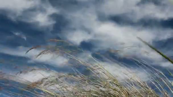 Feather grass in wind — Stock Video