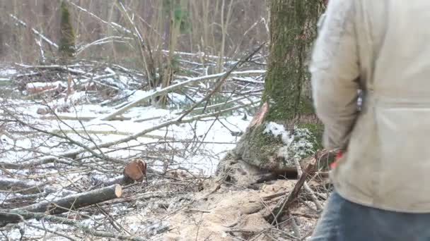 Baum fällt in den Wald — Stockvideo