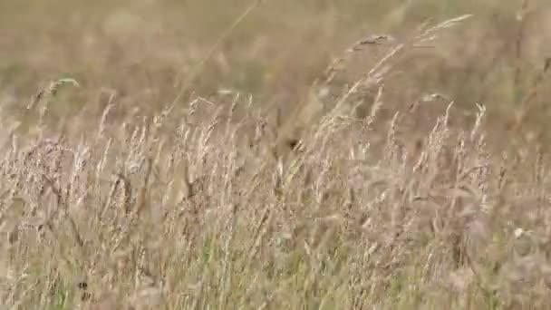 Herbe à plumes dans le vent 