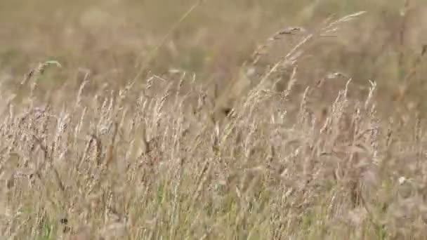 Herbe à plumes dans le vent — Video