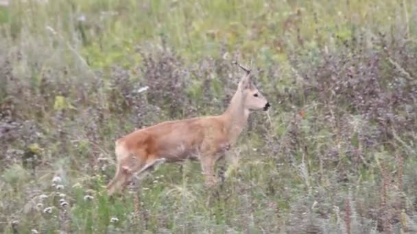 Capriolo in un campo di intestazione — Video Stock