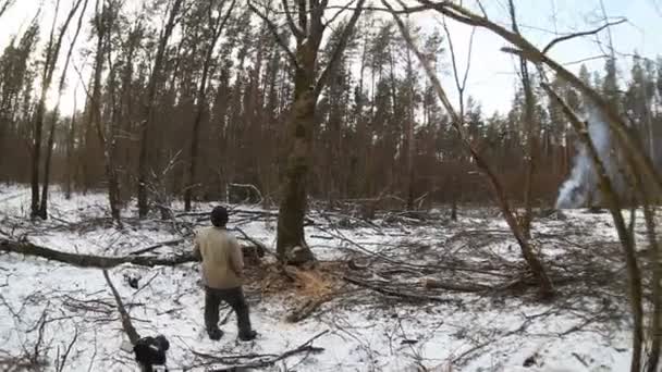 Árbol cayendo en el bosque — Vídeo de stock