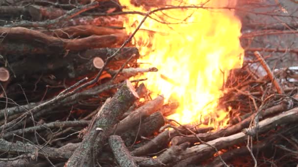 Bonfire in het bos — Stockvideo