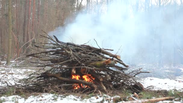 森の中の焚き火 — ストック動画