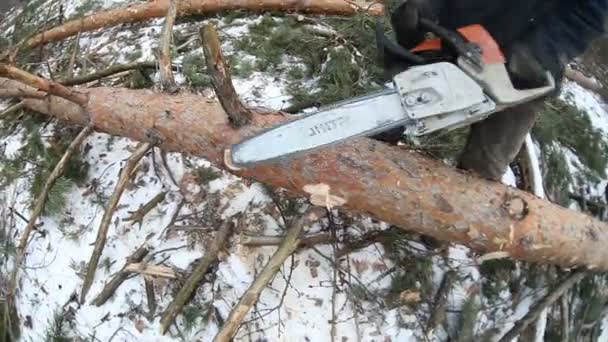 Arbre tombant dans la forêt — Video