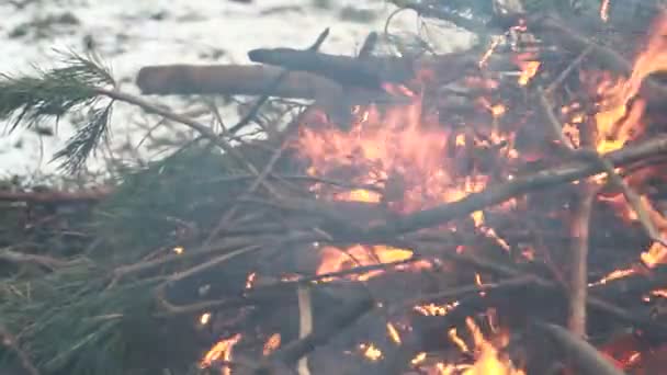Feu de joie dans la forêt