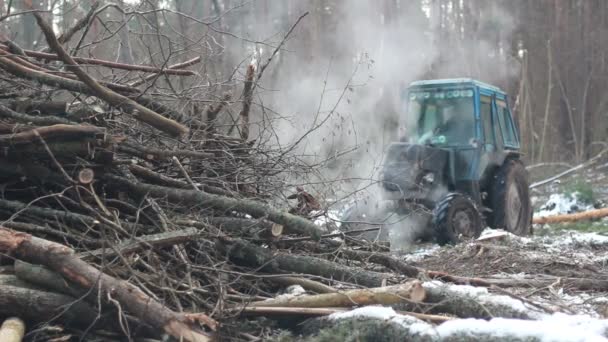 Orman ağacı traktör — Stok video