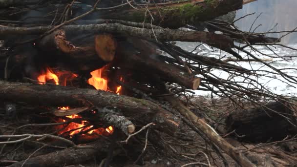 森の中の焚き火 — ストック動画