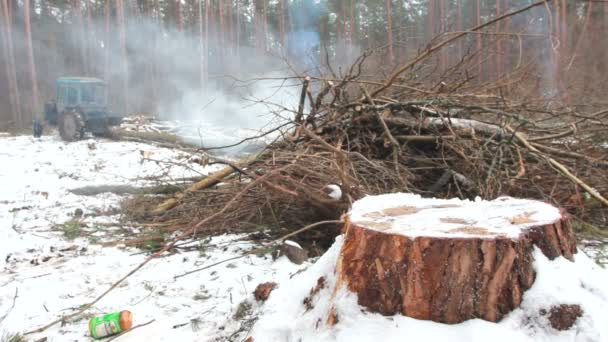 Пожар в старом лесу — стоковое видео