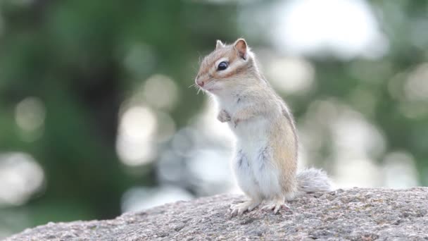 Sibirisches Streifenhörnchen — Stockvideo