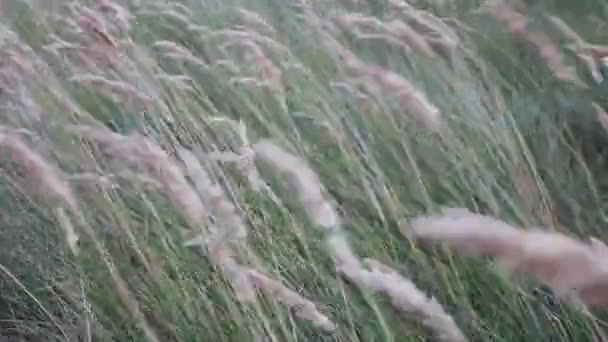 Rüzgar çimenlerde kuş tüyü — Stok video