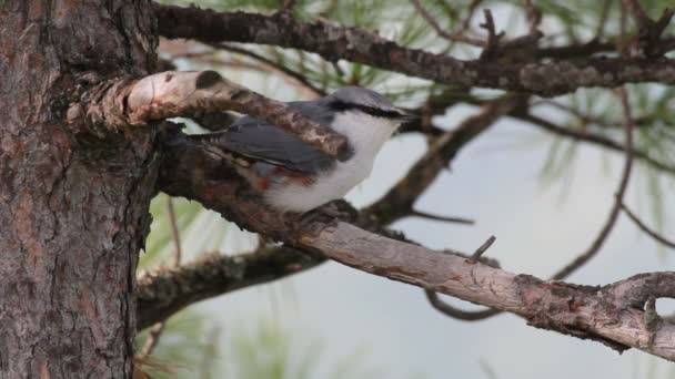 Nuthatch. — Vídeo de Stock