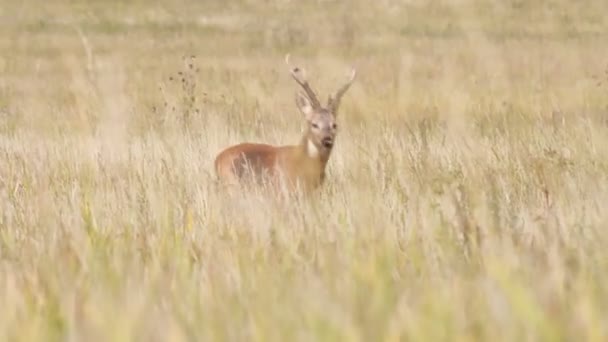 Roe deer — Stock Video