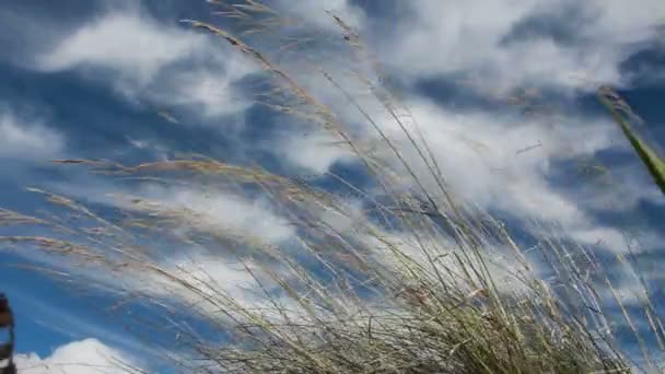 Herbe à plumes dans le vent — Video