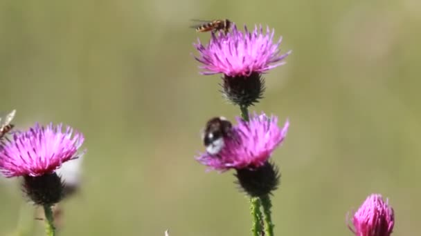 Γαϊδουράγκαθο λουλούδι closup — Αρχείο Βίντεο
