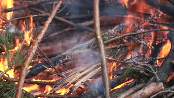 Tábortűz az erdőben — Stock videók