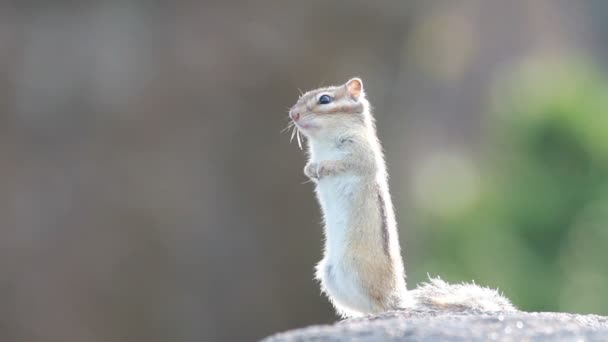 Siberische chipmunk — Stockvideo