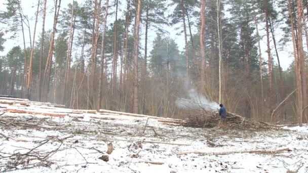 Árbol cayendo en el bosque — Vídeos de Stock