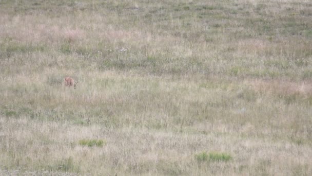 Roe deer in a field of header — Stock Video