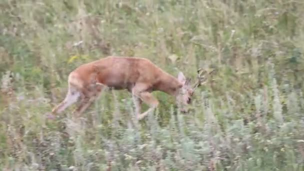 Roe deer in a field of header — Stock Video