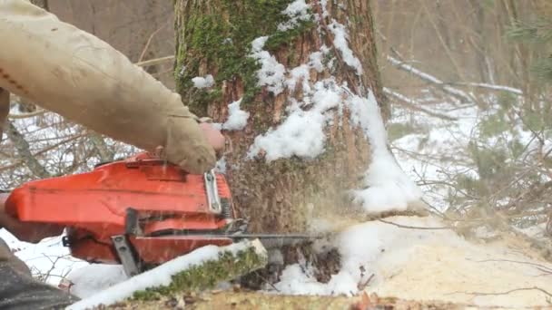 Árbol cayendo en el bosque — Vídeo de stock