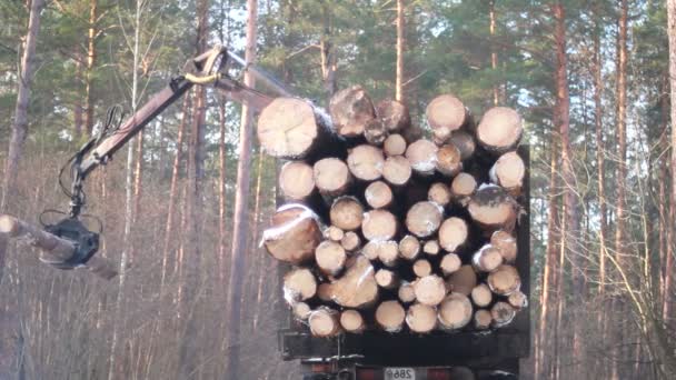 A colheitadeira trabalhando em uma floresta — Vídeo de Stock