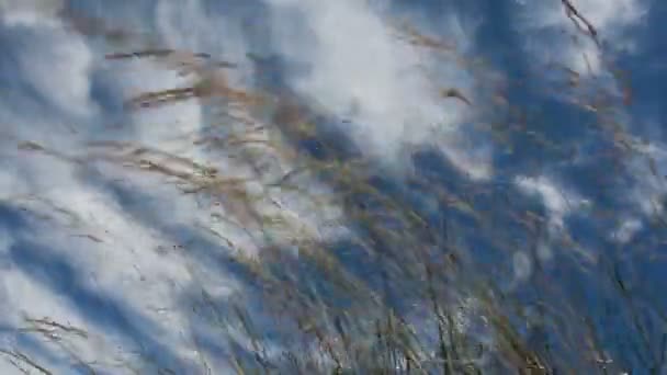 Fjäder gräs i vinden — Stockvideo