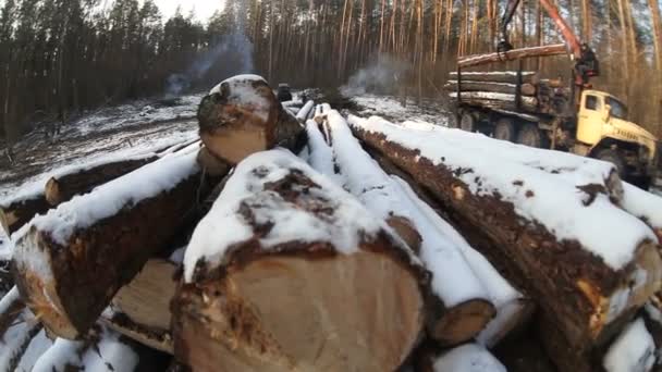 Der Harvester bei der Arbeit im Wald — Stockvideo