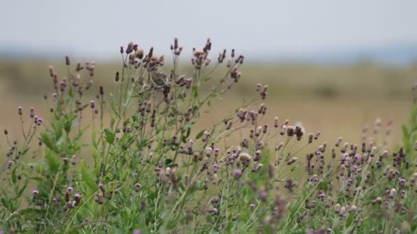 Field pipit — Stock Video