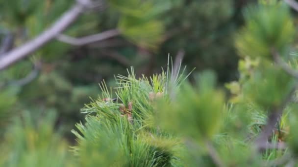 Woodpecker on a tree — Stock Video