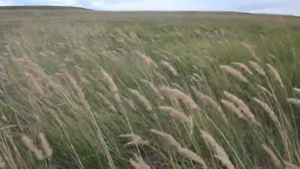 Feather gras in wind — Stockvideo