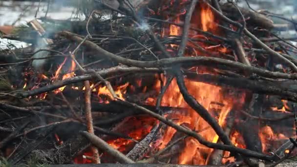 Bonfire in het bos — Stockvideo