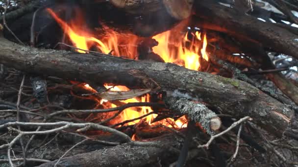 Костер в лесу — стоковое видео