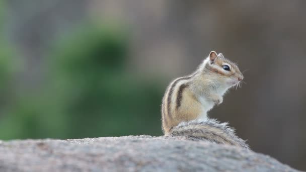 Sibirisches Streifenhörnchen — Stockvideo