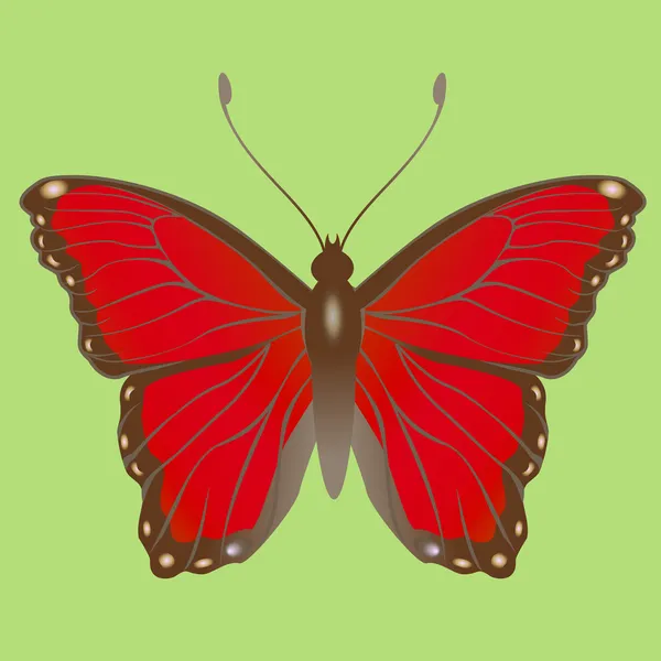 Mariposa. — Archivo Imágenes Vectoriales