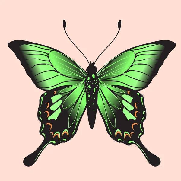 Mariposa. — Vector de stock