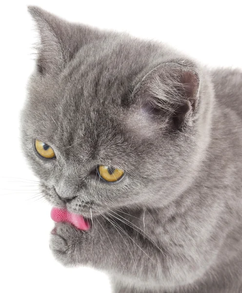 Grey kitten — Stock Photo, Image