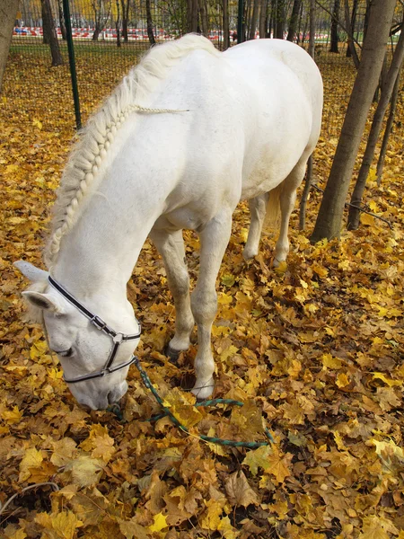 Белая лошадь в осеннем лесу — стоковое фото