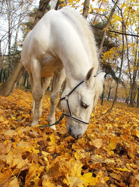 Cheval blanc dans la forêt d'automne — Photo