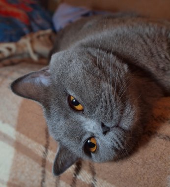 kanepe Gri kedi üzerinde rahatlatıcı