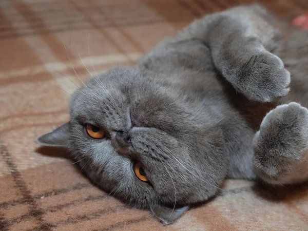 Relaxing on the couch gray cat — Stock Photo, Image